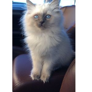 Meet your Posher, Aneela